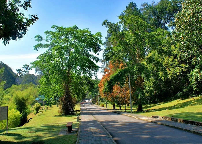Vườn thực vật Penang (Botanical Garden)