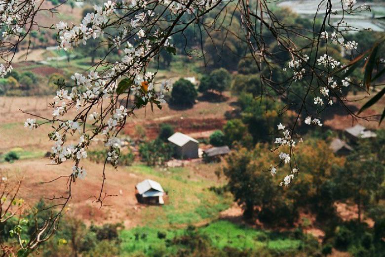 Tây Bắc Mùa Hoa Ban