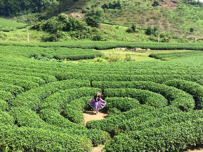 Đồi chè trái tim