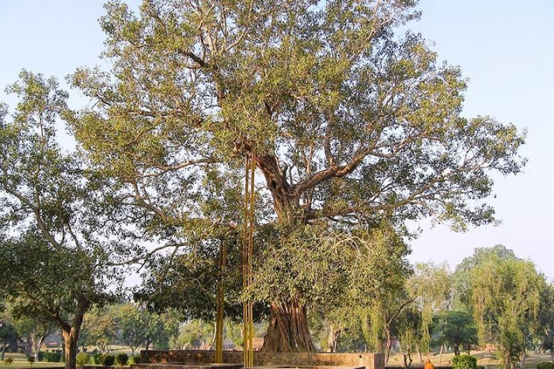 Cây Bồ Đề Ananda