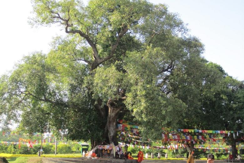 Cây Bồ Đề Ananda