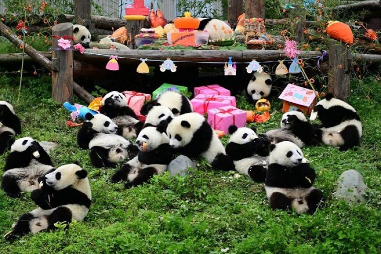 Công viên Gấu Trúc