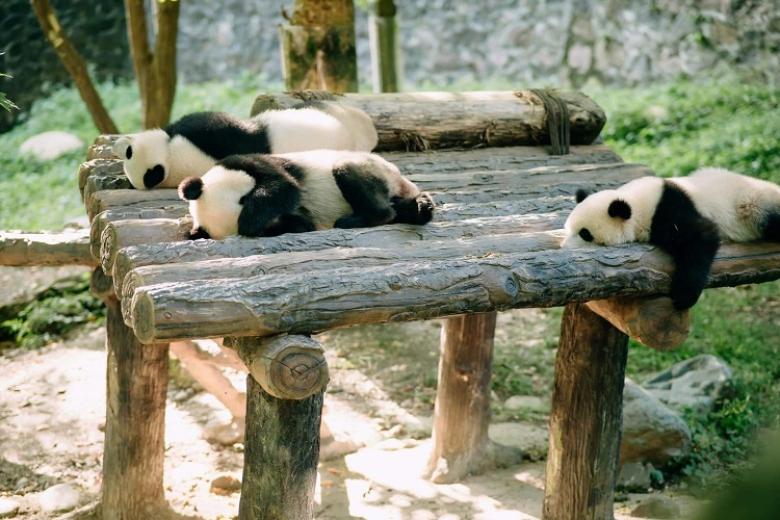 Công viên Gấu trúc Trùng Khánh