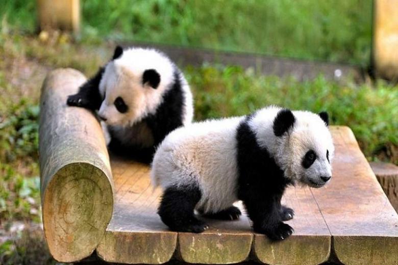 Công viên Gấu trúc Trùng Khánh