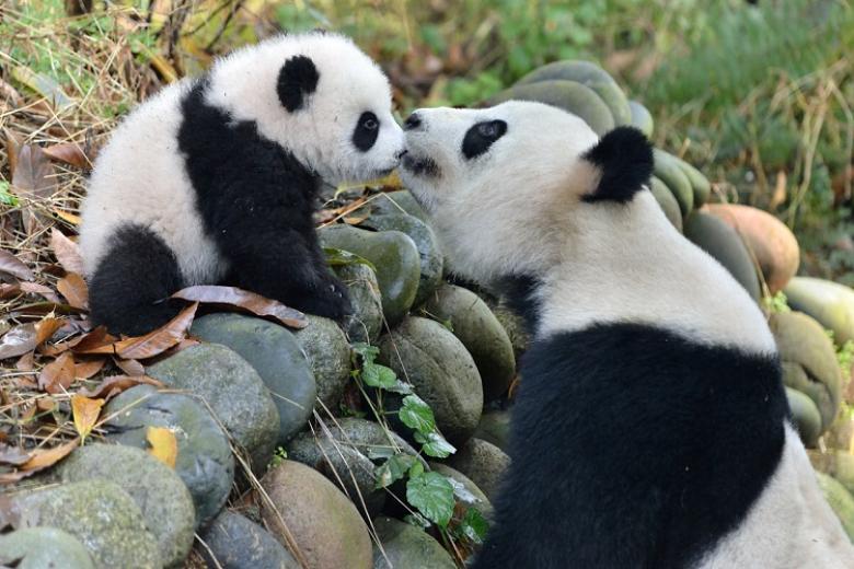 Công viên Gấu trúc Trùng Khánh