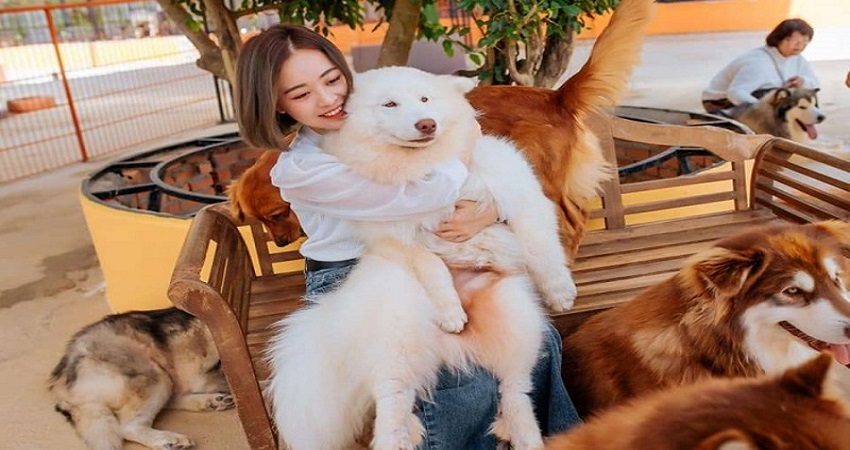 Puppy Farm Dalat Puppy Farm Dalat