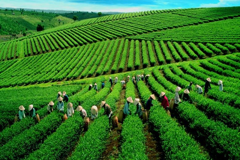 Đồi chè Cầu Đất