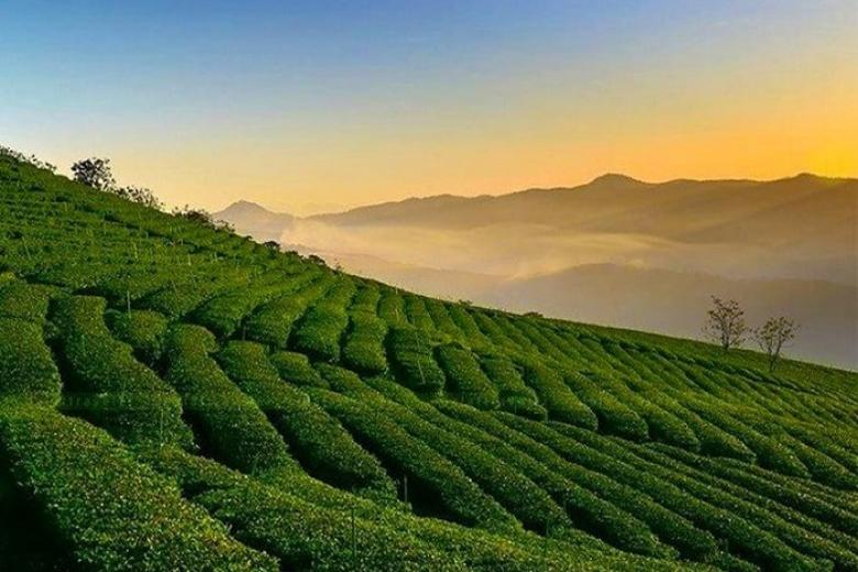 Đồi chè Cầu Đất