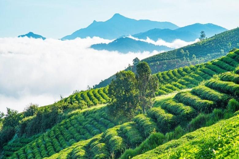 Đồi chè Cầu Đất