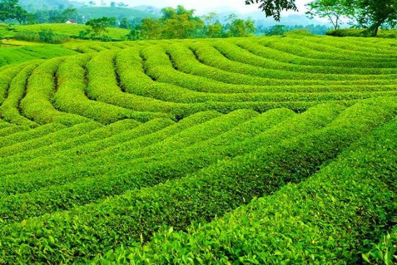 Đồi chè Cầu Đất