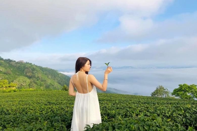 Đồi chè Cầu Đất