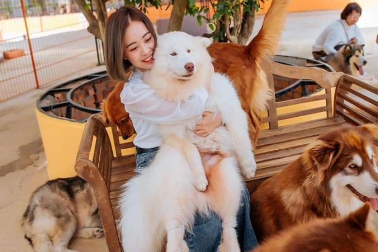 Nông Trại Cún - Puppy Farm