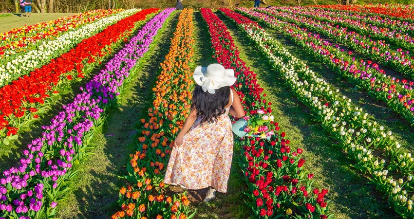 Vườn hoa Keukenhof