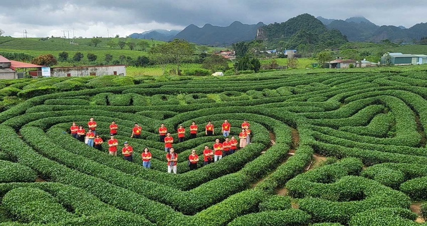 Đồi chè Trái Tim tại Mộc Châu