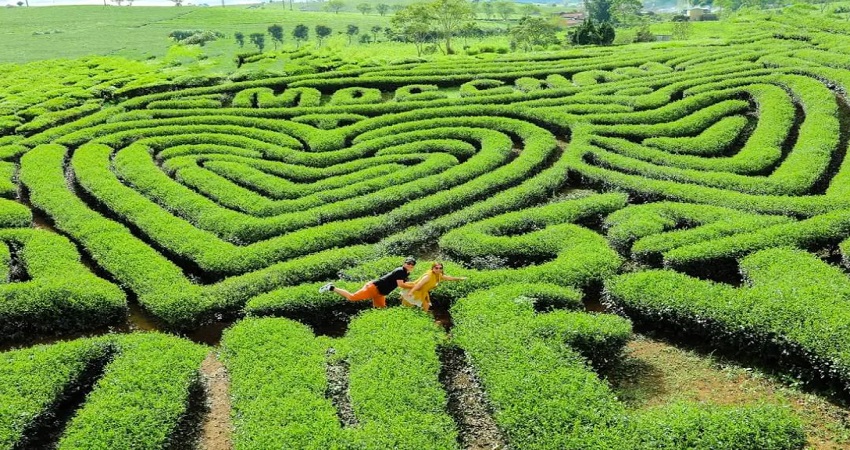 Đồi chè trái tim