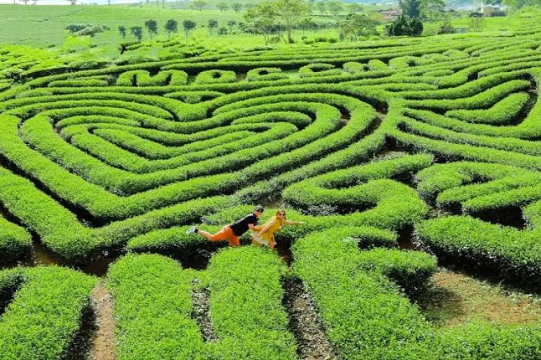 Đồi chè Trái tim