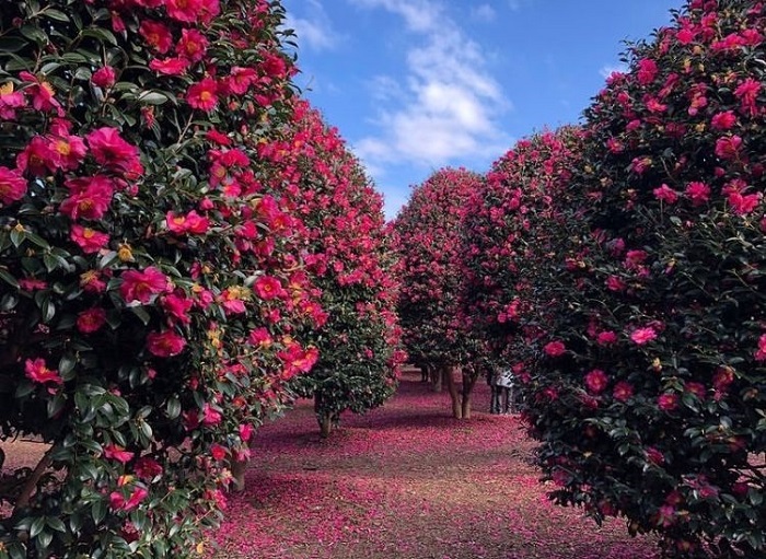 Camellia Hill