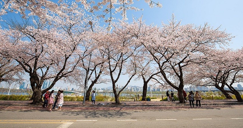 Khám phá công viên Yeouido vào mùa hoa anh đào