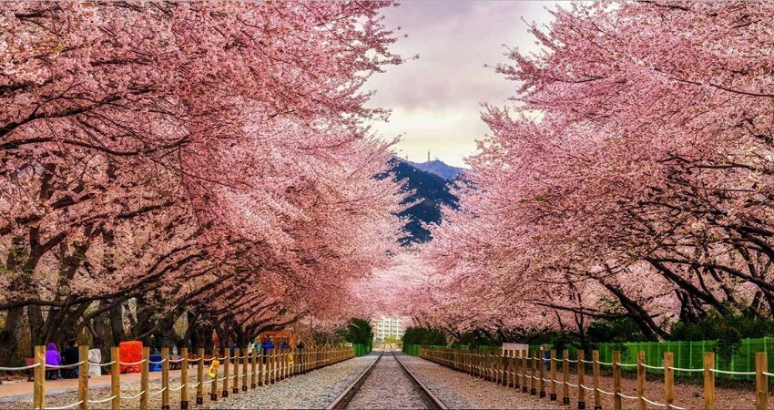 Công viên Hoa Anh Đào Yeouido