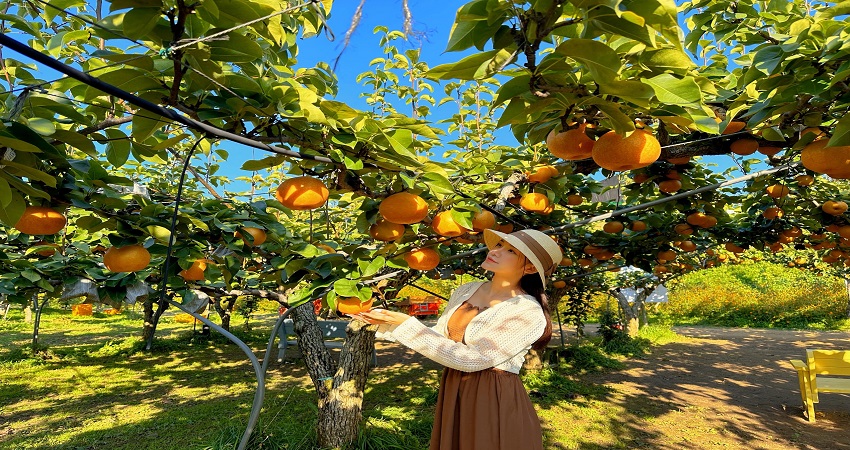 Hái lê Hàn Quốc