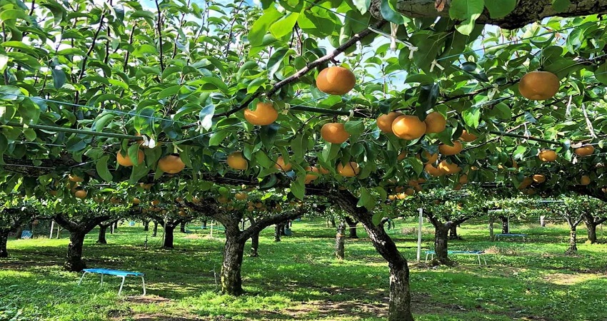 Trải nghiệm hái lê và táo