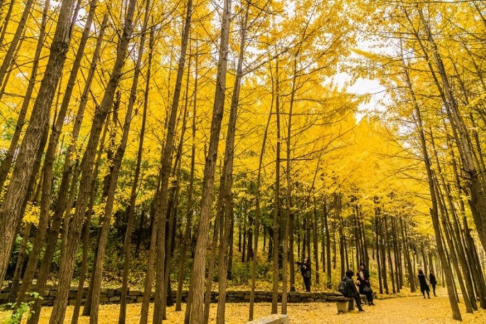 Rừng Seoul