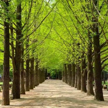 Tour du lịch Hàn Quốc mùa Thu 5N4Đ: Từ HCM - Seoul - Nami - Everland - Painter Show, Bay VJ + KS 4- 5*