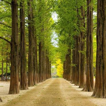 Tour Hàn Quốc 5N4Đ: Từ Hà Nội - Seoul - Nami - Everland - Hái Lê/Táo, Bay Jeju Air (7C) + KS 4*