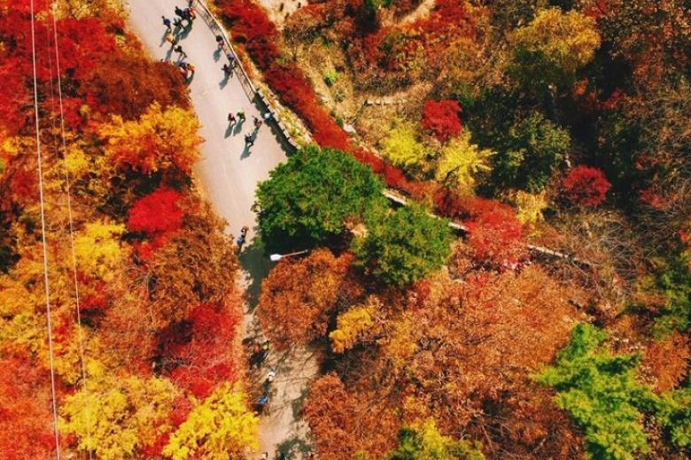 Rừng Seoul