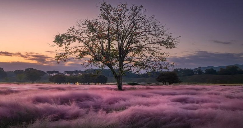 Cánh đồng cỏ hồng Muhly