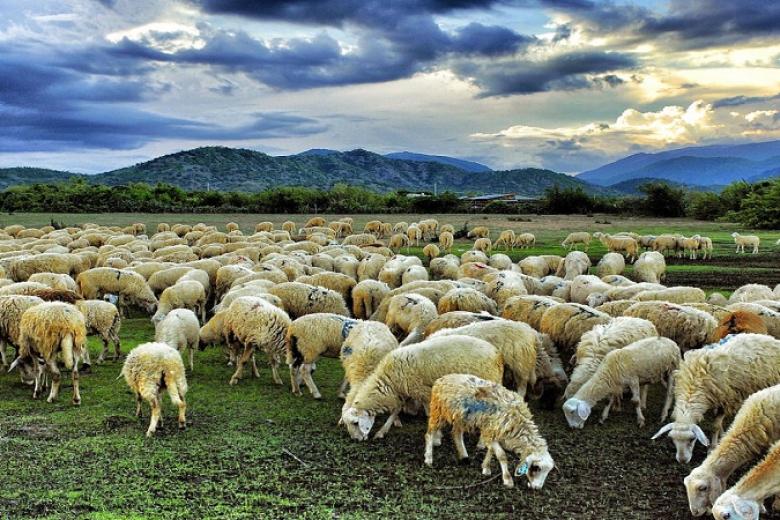 Đồng cừu Suối Nghệ