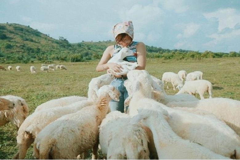 Đồng cừu Suối Nghệ