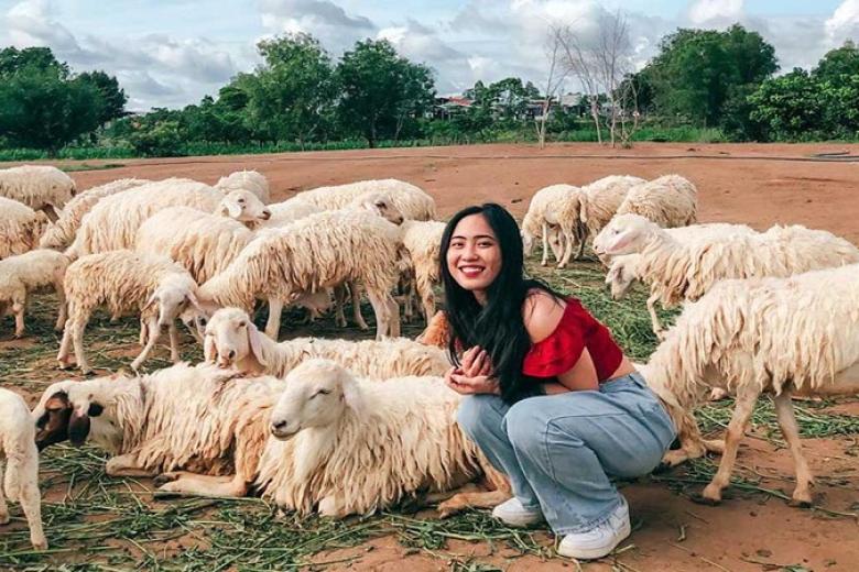 Đồng cừu Suối Nghệ