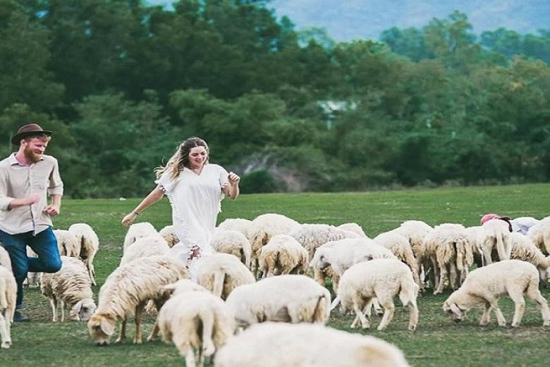 Đồng cừu Suối Nghệ