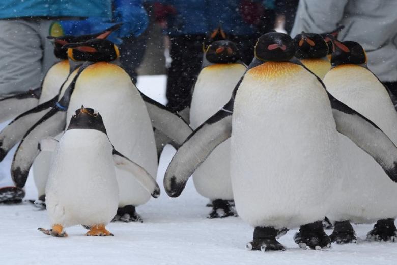 Vườn thú Asahiyama