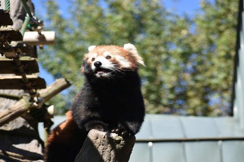 Vườn thú Asahiyama