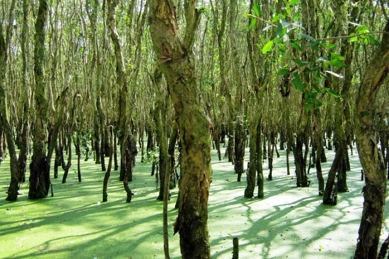 Rừng Tràm Trà Sư