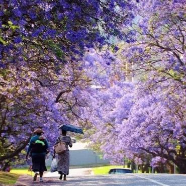 Tour Nam Phi 9N8Đ: Từ HCM - Cape Town - Mũi Hảo Vọng - Núi Bàn - Seal Island - Boulder Beach - Cape Point - Johannesburg, Bay Emirates 5*