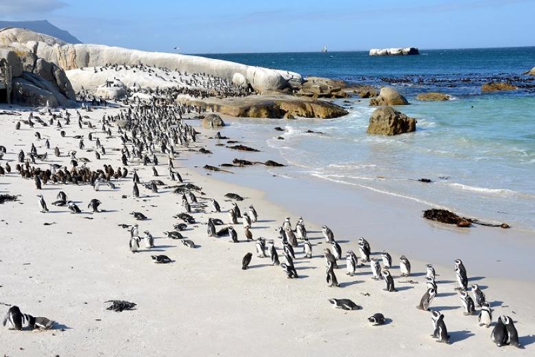 Boulders Beach