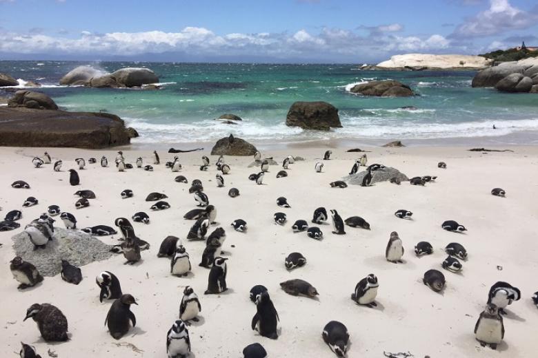 Boulders Beach