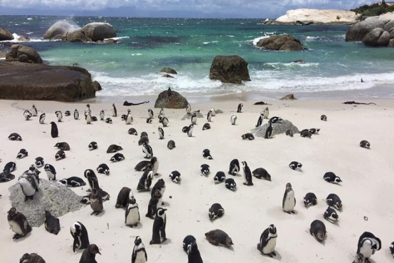 Boulders Beach