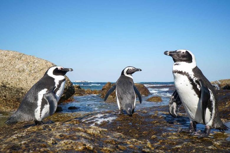 Boulders Beach