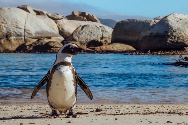 Boulders Beach