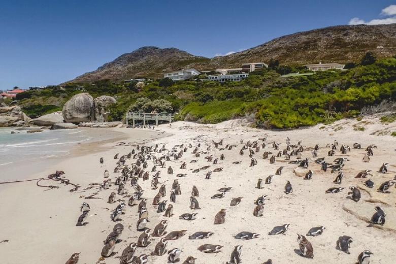 Boulders Beach
