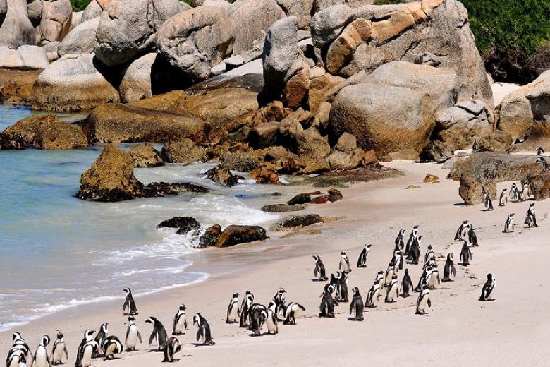 Boulders Beach