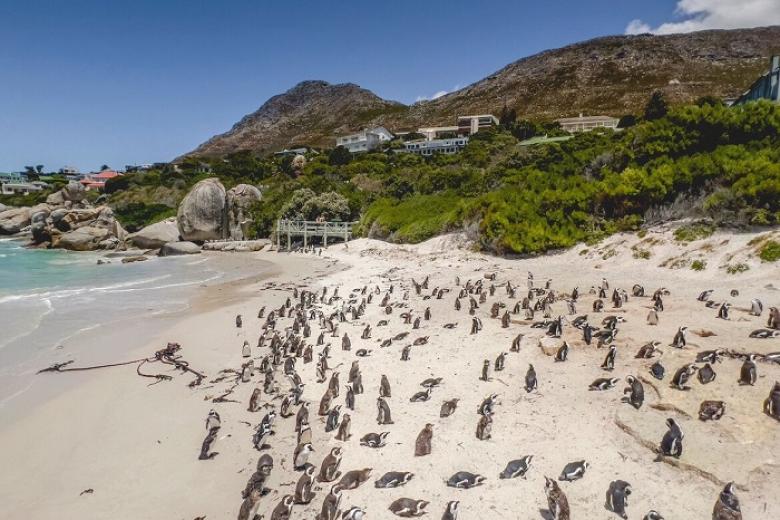 Boulders Beach