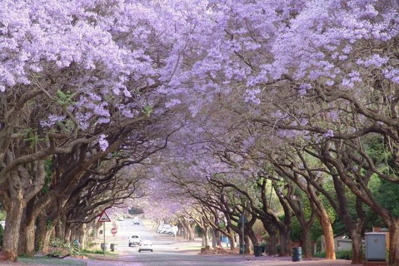 Nam Phi mùa phượng tím