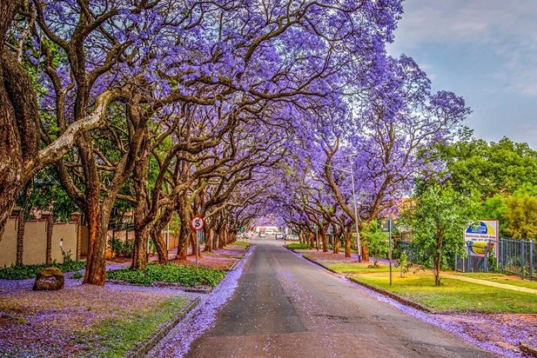 Nam Phi mùa phượng tím