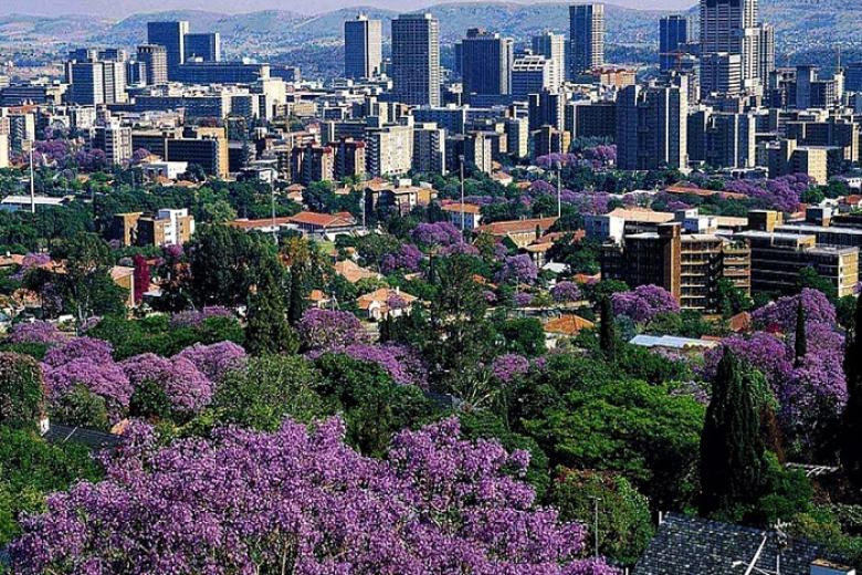 Nam Phi mùa phượng tím