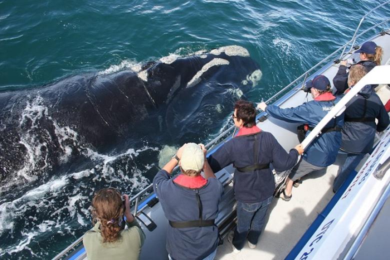 Whale watching
